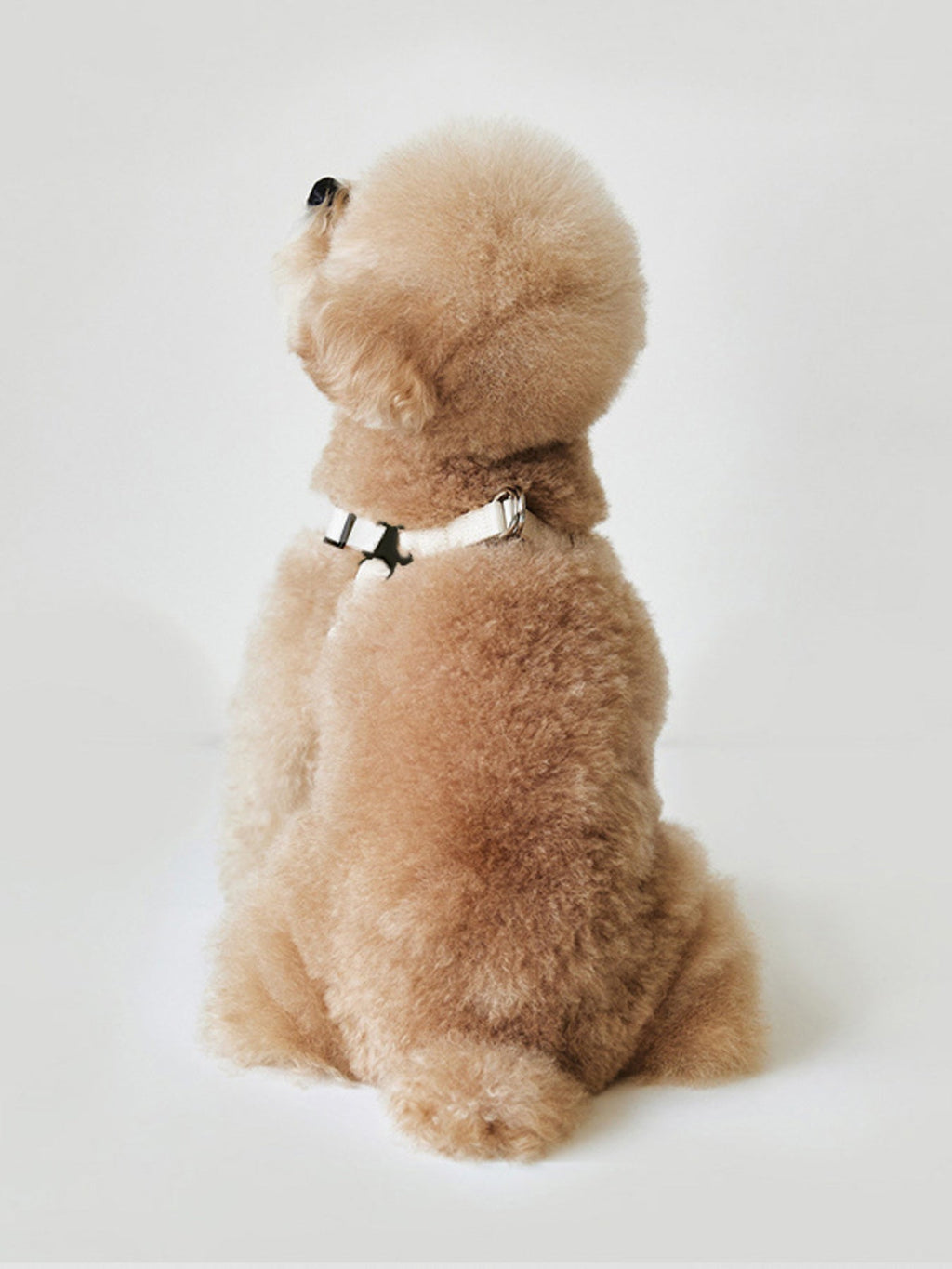 Rivet-Decorated Dog Harness Leash Set
