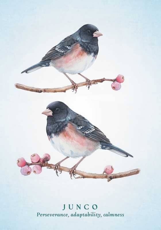 The Spiritual Meaning of Birds Oracle Deck
