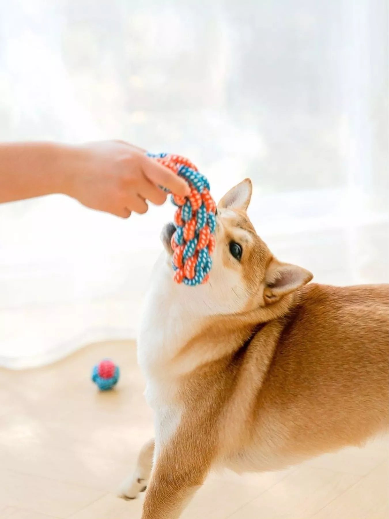 Interactive Rope Knot Pet Toys