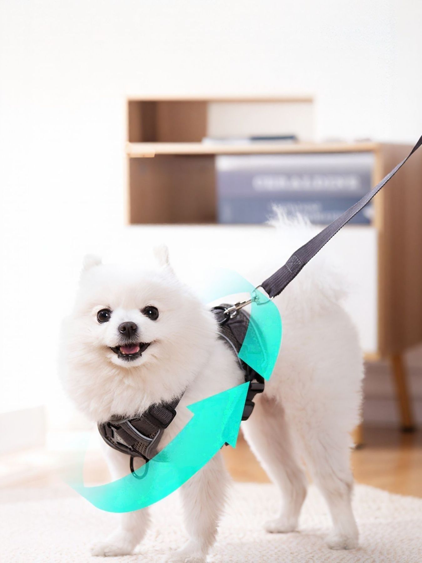 Pet Harness and Leash Set
